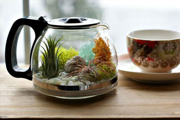 terrarium bahçe 